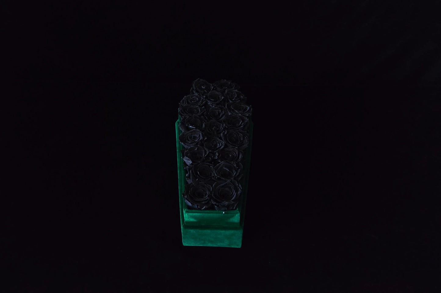 Ivy Vestige